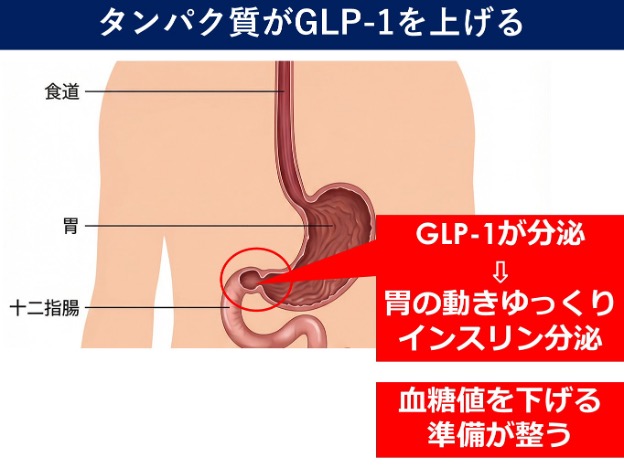 GLP-1が血糖値の上昇を抑える